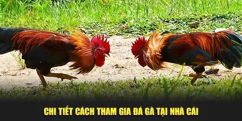 Cách thức chơi đá gà Ku88 cơ bản nhất